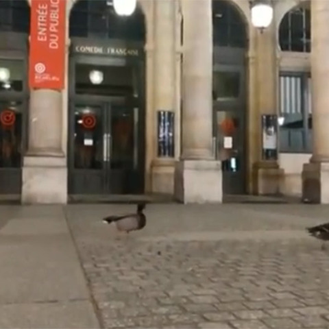 Πάπιες στους άδειους δρόμους του Παρισιού 