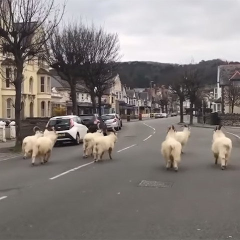 Κορωνοϊός - Κατσίκες στην Ουαλία