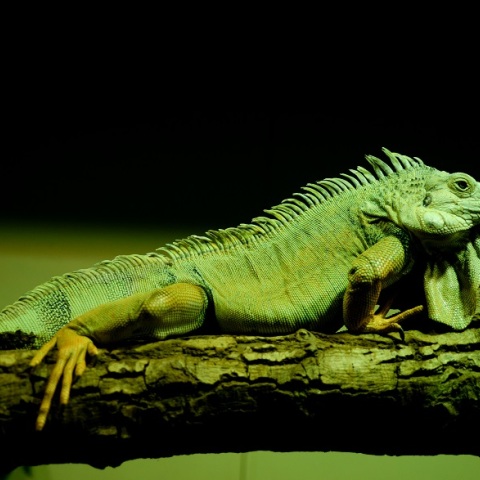 Θεσσαλονίκη: Βόλτα με ιγκουάνα