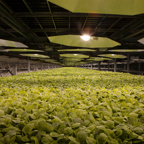 Ανάπτυξη πιθανού εμβολίου για τον κορωνοϊό