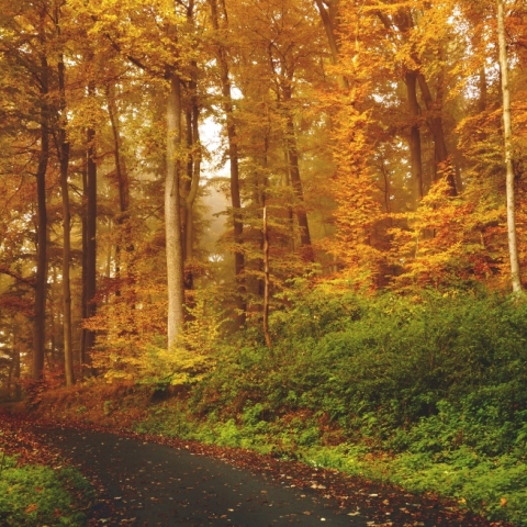 Δρόμος μέσα στο δάσος