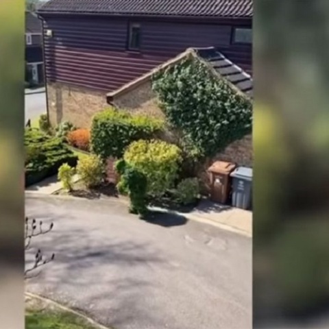 Έσπασε την καραντίνα ντυμένος θάμνος