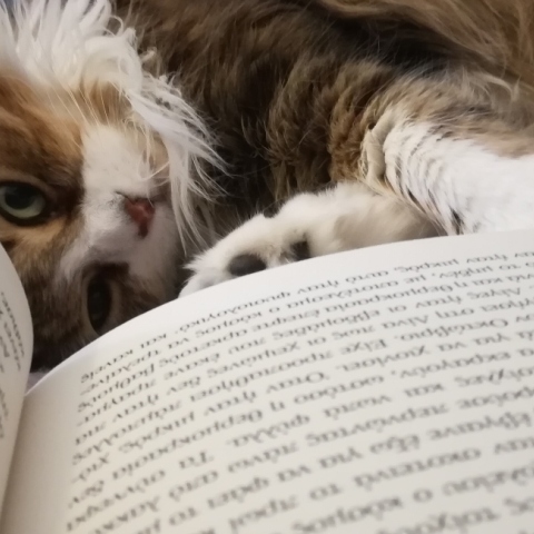 #menoumespiti με την Athens Voice: Η Rights Manager των εκδόσεων Διόπτρα, Γλυκερία Δημητροπούλου, περιγράφει μία μέρα στο σπίτι, εν μέσω πανδημίας κορωνοϊού