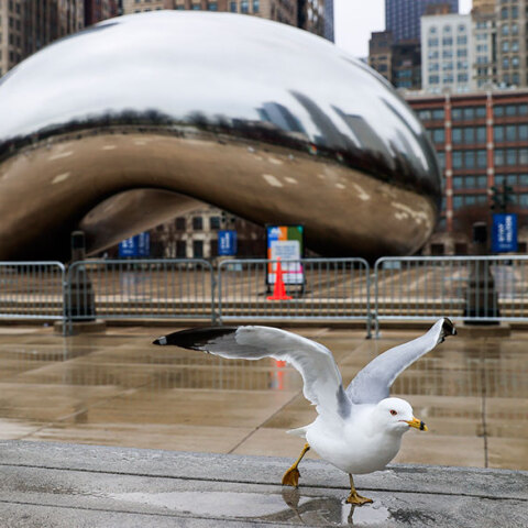 Σικάγο, Κορωνοϊός