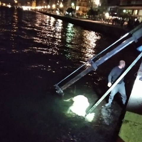 Νεκρή αγελάδα μπροστά από το Λευκό Πύργο