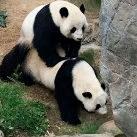 Πάντα στο Χονγκ Κονγκ 