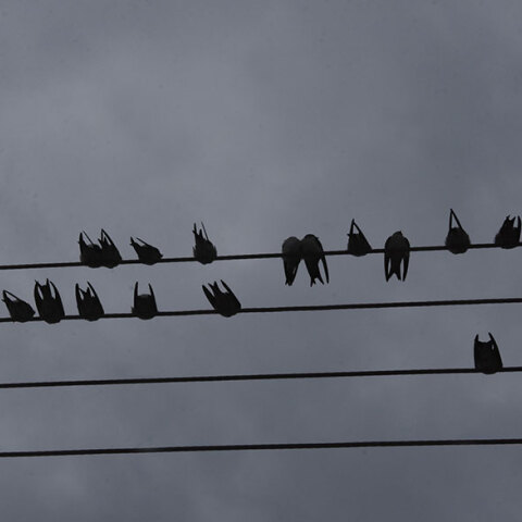 Χελιδόνια στο Άργος 