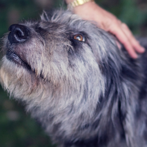 Το Καταφύγιο Ζώων του Ρίβερσαϊντ άδειασε