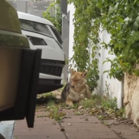 Τσακάλια στο Ισραήλ κατέβαλαν πάρκο που ερήμωσε λόγω καραντίνας