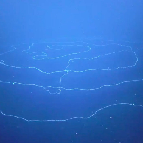 Σιφωνοφόρο, το μακρύτερο ζώο της γης