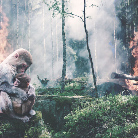 Αποψίλωση και καταστροφή δασών 