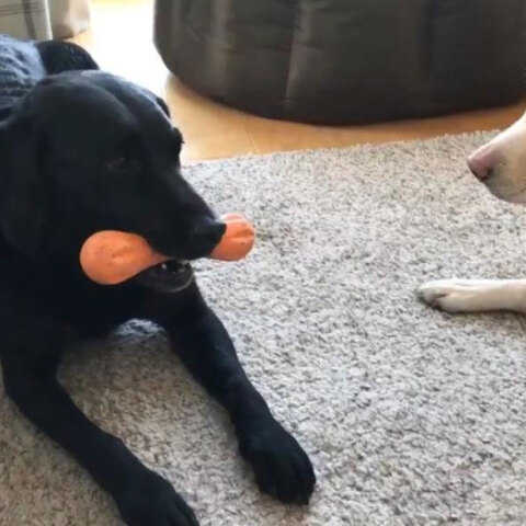 Σχολιαστής αγώνων, κλεισμένος στο σπίτι λόγω κορωνοϊού, περιγράφει το «ντέρμπι» μεταξύ των δύο σκύλων του