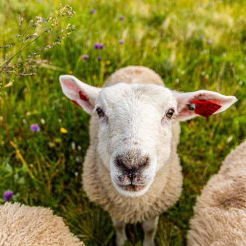 Αδέλφια έκλεψαν αρνιά