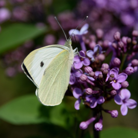 Καλές καιρικές συνθήκες θα επικρατήσουν έως τη Δευτέρα του Πάσχα, σύμφωνα με τα νεότερα προγνωστικά δεδομένα του Εθνικού Αστεροσκοπείου Αθηνών/meteo.gr.