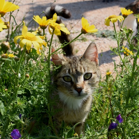 Βελτιωμένος θα είναι ο καιρός σήμερα, Μεγάλη Παρασκευή 17 Απριλίου 2020