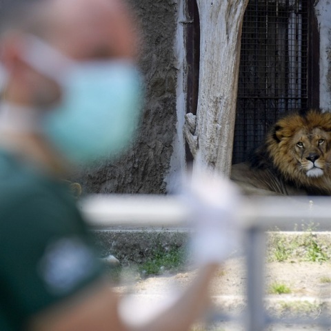 Κορωνοϊός: Ανατριχιαστικά σχέδια διάσωσης ζωολογικών πάρκων επικαλείται δημοσίευμα της DW