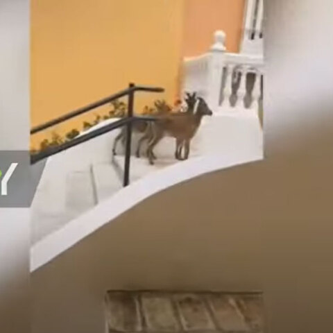 Αγριοκάτσικα κάνουν βόλτες στα έρημα σοκάκια ισπανικής πόλης