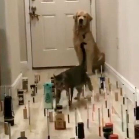 παιχνίδια καραντίνας