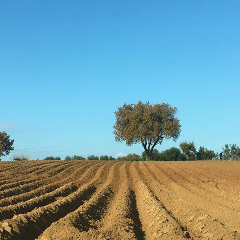 Ο ευγενικός κηπουρός