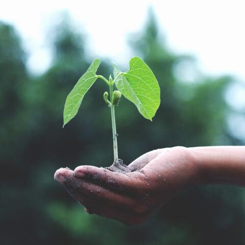 person-holding-a-green-plant-1072824.jpg