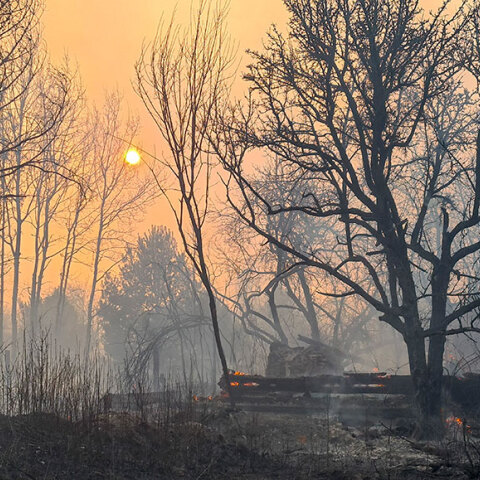 Στάχτη και αποκαΐδια σε δασική περιοχή εντός της ζώνης αποκλεισμού περιμετρικά του πυρηνικού εργοστασίου Τσερνόμπιλ