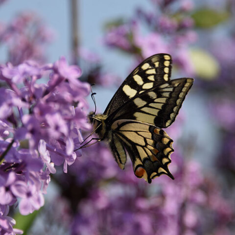 Ηλιοφάνεια