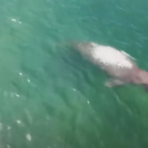 Κορωνοϊός: Η καραντίνα άδειασε τις παραλίες στην Ταϊλάνδη και σπάνια ντιγκόνγκ εμφανίστηκαν κοντά στις ακτές