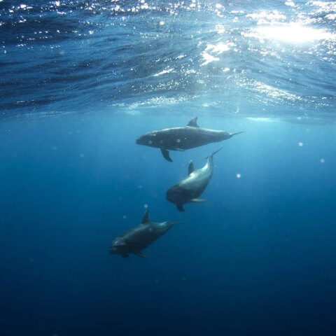 Βόσπορος - Lockdown: Δελφίνια πλησιάζουν όλο και πιο συχνά στις ακτές