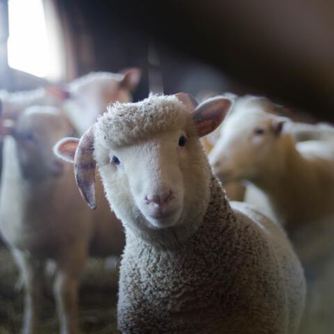 agriculture-animals-baby-blur-288621.jpg