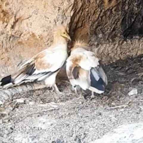 Ασπροπάρηδες