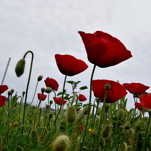 Ανοιξιάτικος καιρός