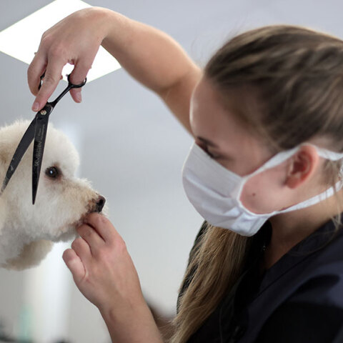 Γερμανία, Κορωνοϊός