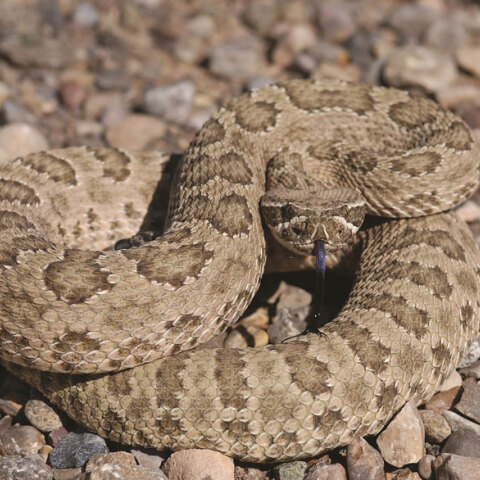 69χρονος στο Αγρίνιο σκότωσε φίδι στην αυλή του σπιτιού του και στη συνέχεια πέθανε από ανακοπή καρδιάς