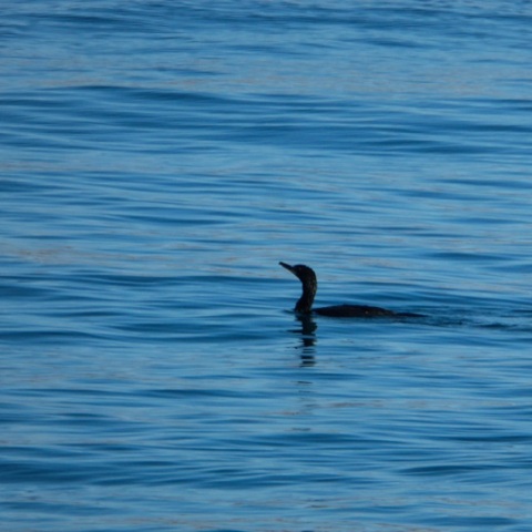 Πιθανές οι διακοπές στην Ελλάδα