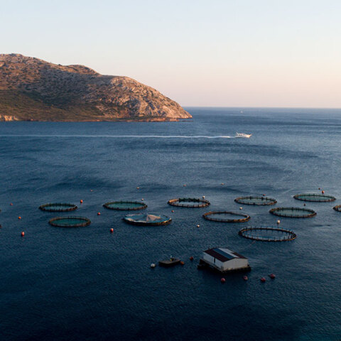 Παλαιά Φώκαια 