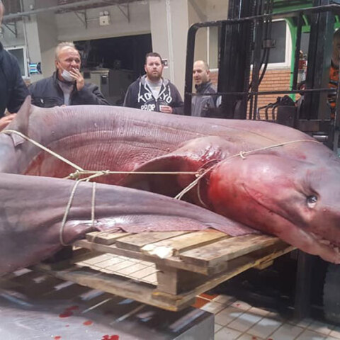 Στην Καβάλα ψάρεψαν καρχαρία 330 κιλών