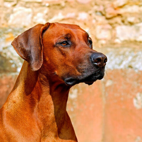Ληστής πάτησε με αυτοκίνητο τον σκύλο του σπιτιού για να κλέψει ηλεκτρικά εργαλεία από την αυλή