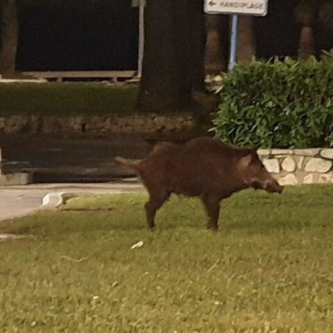 Αγριογούρουνο, Κάννες
