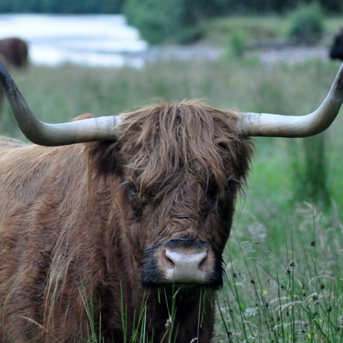 Ταυρος ξύστηκε σε κολόνα και άφησε 800 σπίτια χωρίς ρεύμα