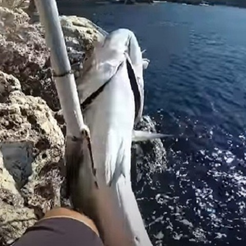 «Λίτσα» 24 κιλών από τον γκρεμό