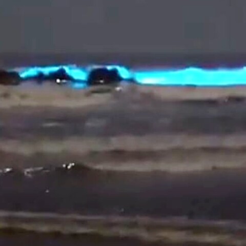 Ερυθρά Παλίρροια στην Καλιφόρνια