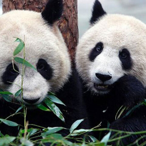 Πάντα, Καναδάς