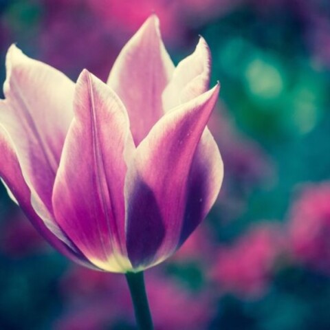 Εορτολόγιο