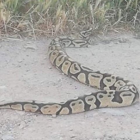 Πύθωνας στην Κάντζα