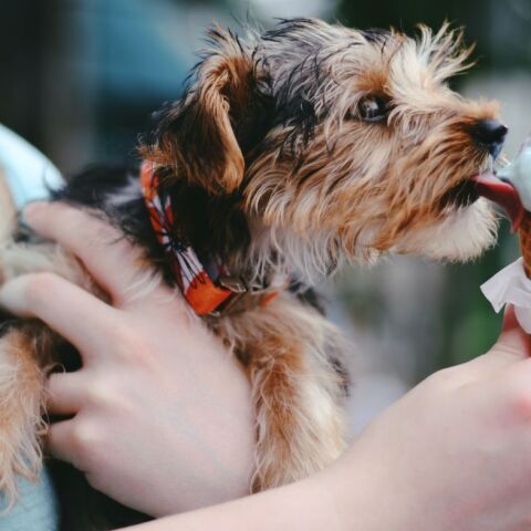 5 τέλεια παγωτατζίδικα