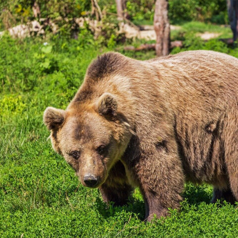 Αρκούδα στην Καστοριά έθαψε τα μικρά της - Σκοτώθηκαν σε τροχαίο