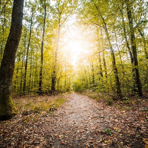To lockdown μείωσε τη ρύπανση
