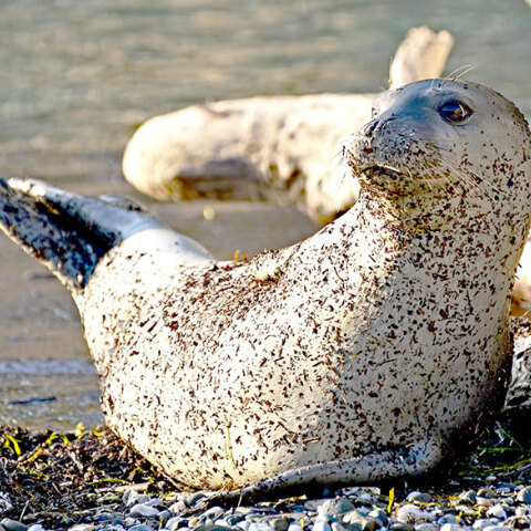 Μεσογειακή φώκια