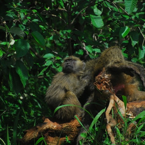 Πίθηκοι πάνω σε δέντρο