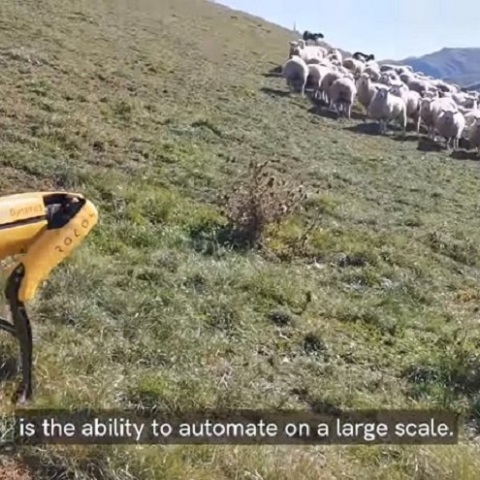 Ρομπότ-Πρόβατα